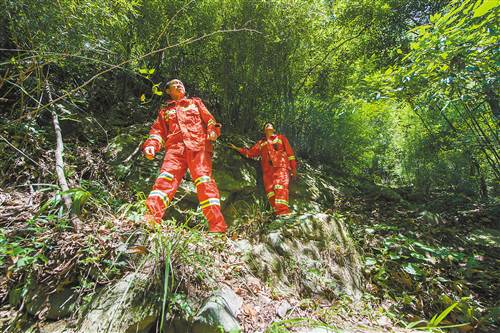 　　8月19日，巫溪县白果林场，护林防火队员正在林场深处巡查。
