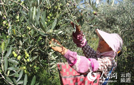 云南永仁油橄榄产业蓬勃 获中国经济林协会油