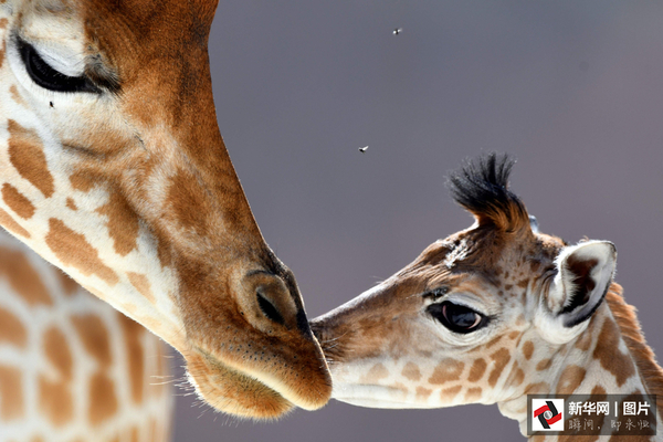 　　    当地时间2016年8月31日，12岁的南非长颈鹿Dioni6天前诞下一只可爱的长颈鹿宝宝。照片中的长颈鹿妈妈低下长长的脖子亲吻着自己的宝宝，场面十分温馨感人。（图片来源：视觉中国）