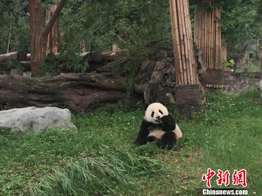 大熊猫正在进食。（资料图）　徐杨祎　摄
