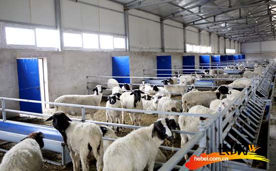 　　杜泊羊养殖基地。胡年帅摄