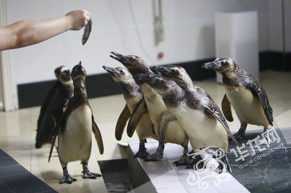 国庆来重庆市动物园看企鹅 冰雪场馆让它们不惧炎炎夏日