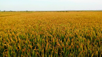 ▼黄澄澄的水稻连成一片。