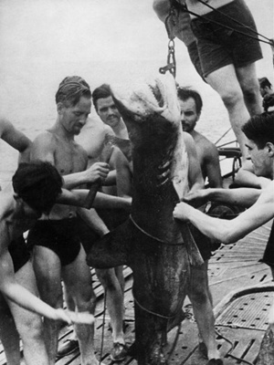 逮龙虾、钓鲨鱼、猎北极熊、城会玩的德国潜艇