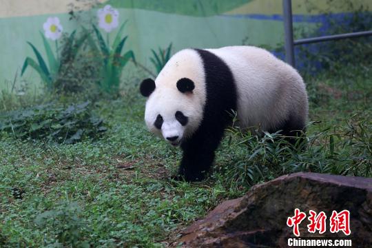 大熊猫在适应环境。寒单 摄