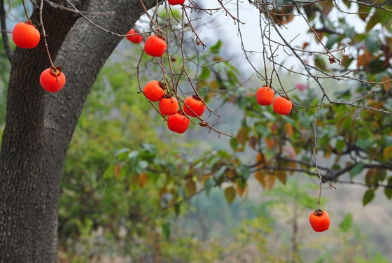 狼牙山的柿子树，图片来源于网络