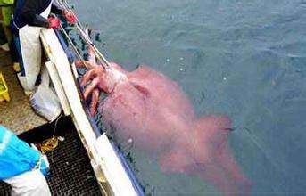 令人害怕的深海水妖大王酸浆鱿 重达700多斤