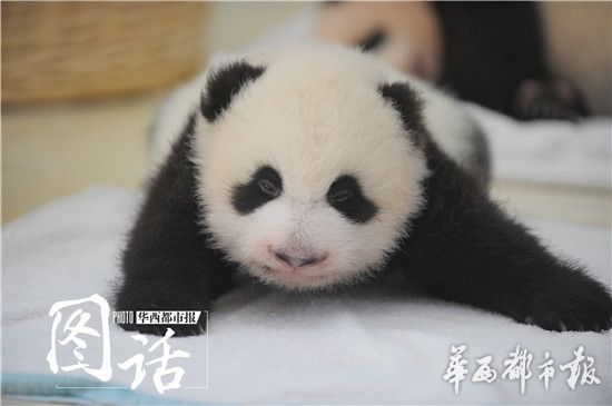 4只熊猫宝宝亮相图片_WWW.66152.COM