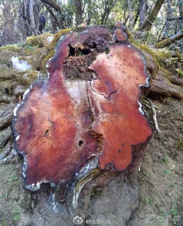红豆杉为国家一级珍稀濒危保护植物，从2002年12月起，全国禁止野生红豆杉商业性利用。  本文图片均来自@直播云南