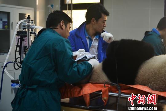 专家在为即将放归大自然的熊猫举行体检。　赵燕　摄