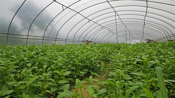 上海菜篮子对接全国菜园子 首批市外延蔬菜