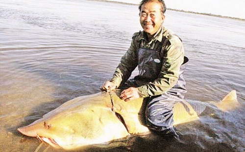 渔民捕获900斤大鱼 9.5万卖出实际价值30万