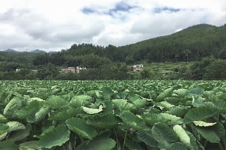 龙塘镇经济总量_清远市龙塘镇图片(2)