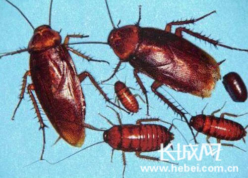 京唐港办事处单批进境集装箱中截获多种有害生