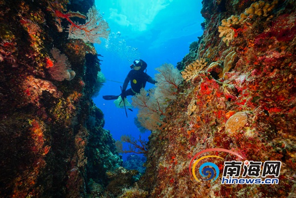 2016年9月20日,三沙市七連嶼海域,美妙的海底世界。楠忘攝