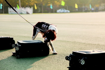 潍坊市新引进的缉毒犬让查处毒品违法犯罪更加容易。本报记者　孙国祥　摄