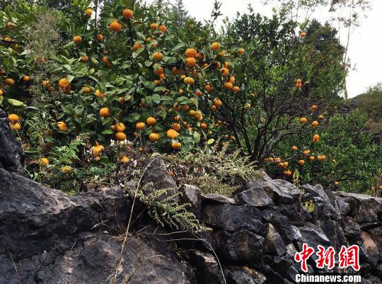 耗费30余年，昔蒲村才有了荒山变果林，石山成桃园的巨变。图为荒坡变果林。　杨云 摄