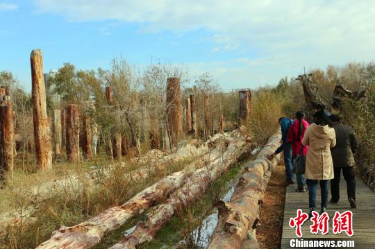 新疆古生态园珍藏56米硅化木欲申报吉尼斯纪录(图)