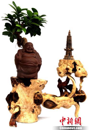 图为观赏盆景《缘》。 郭惠民 摄