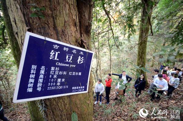 茶山林场的明星古树群落有300年以上成片红豆杉近50余棵