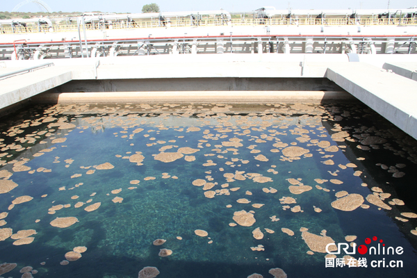 索莱克海水淡化厂贮水池里海水微生物被逐渐分离出来。(摄影 孙伶俐)