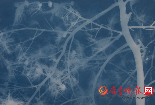 张大力 松树Pine(25)亚麻布蓝晒Cyanotype on canvas 100X146cm.2016.5.10