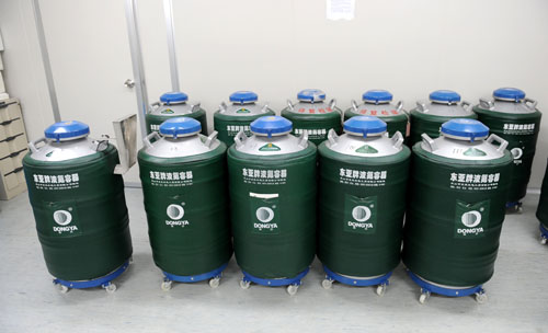 这是2013年11月22日在河南省人类精子库里拍摄的用于存储精子的液氮存储罐。新华社发