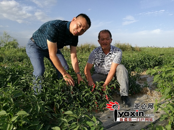 丰收在望——刘永定(左)与44团3连周宏书记察看辣椒长势。