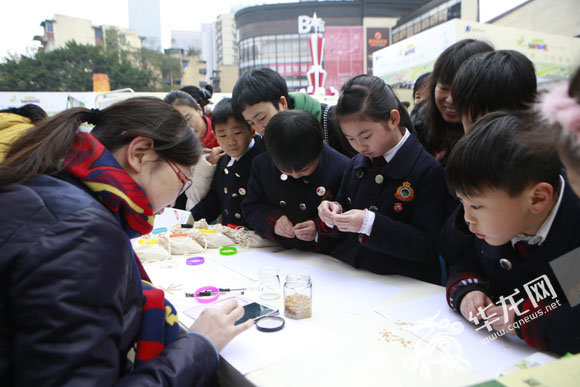孩子们通过剥大米小游戏了解物种的属性。 首席记者 李文科 摄