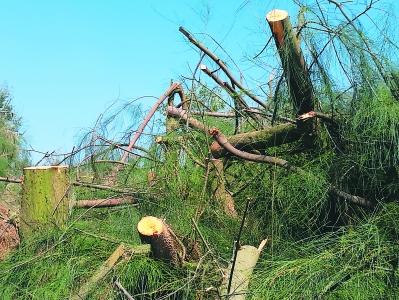曾经的白鹭繁殖地，翔安区彭厝海防林遭到人为砍伐。