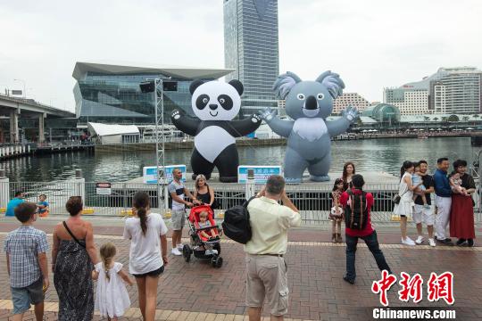 浮动熊猫考拉畅游悉尼情人港。　贺吉 摄