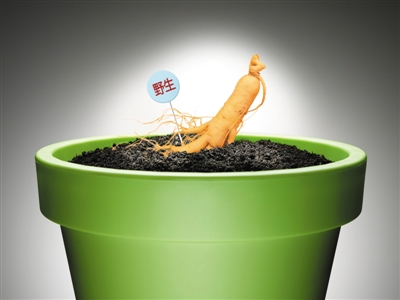 滋补野山参 鉴定屡造假