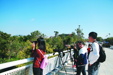 1月1日,厦门举办首届湿地体验节。图为市民参加观鸟活动。林瑞奇 摄