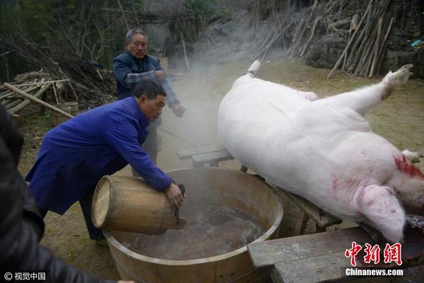7旬老汉养出500斤“年猪王” 猪肉自留不卖_手机凤凰网