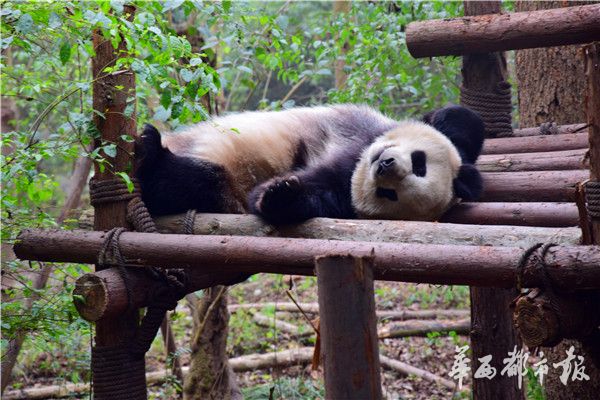 这只睡得最香，半个小时都没翻身。