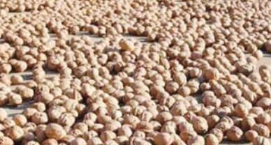 张坊镇发展特色农业核桃种植。