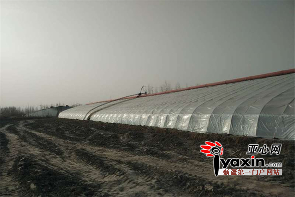 图为罗俊虎(右二)正在温室大棚内搬运育苗营养土,做好2017年育苗准备工作