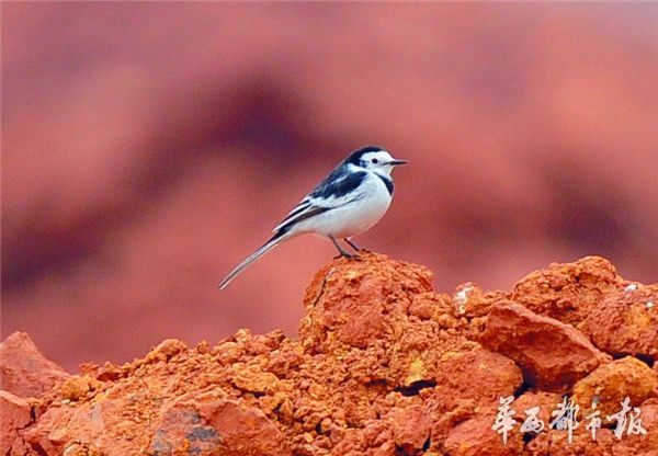 白鹡鸰 ocularis亚种