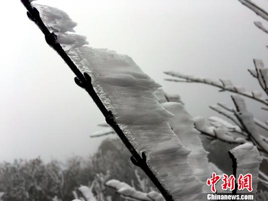 继2月9日第一场春雪后，23日，广东金子山再迎春雪。曾令华　摄