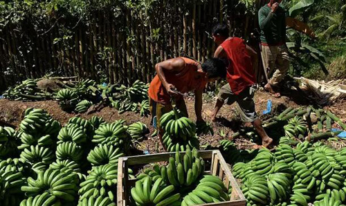 菲律宾香蕉（图片来源网络）