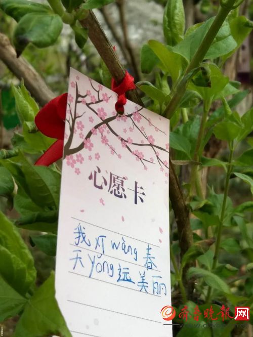 济南五龙潭公园樱花节，樱花树下许愿心意浓