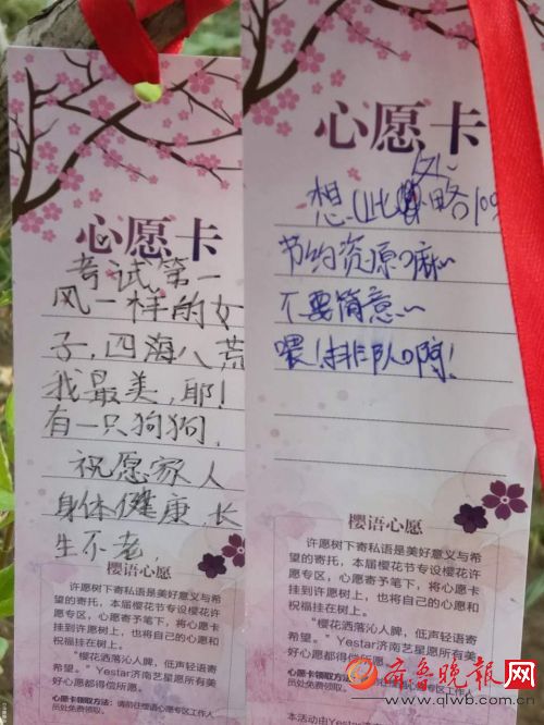 济南五龙潭公园樱花节，樱花树下许愿心意浓