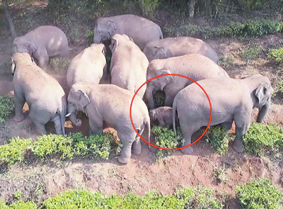 　　无人机监测拍摄到的象群活动图片，中间圆圈内为受伤的小象。