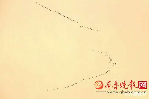 大雁归来!青岛天空中群雁列队起舞 很是壮观 图片由壹粉提供