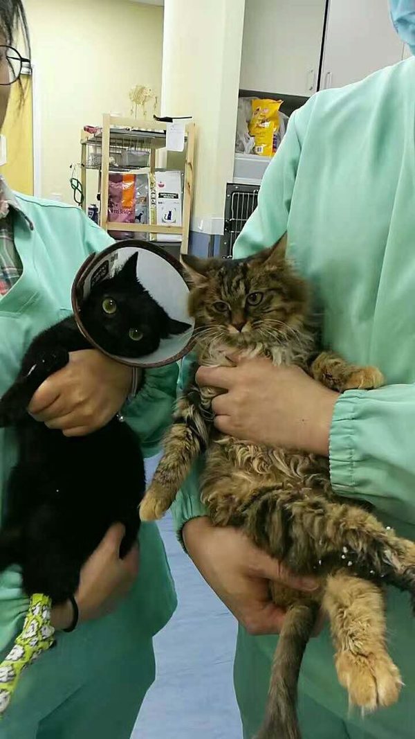 在安安宠医·上海鹏峰宠物医院接受治疗的两只“高架猫”