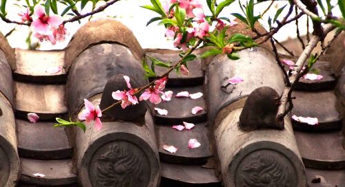 落红如诗缺黛玉:昨夜雨疏风骤,今朝绿肥红瘦