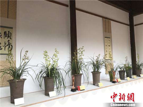 “2017第二届中国杭州蕙兰精品展”蕙兰展出现场。胡哲斐 摄