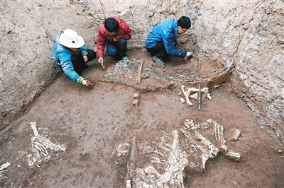 　　考古人员在祭祀坑内挖掘清理木车遗迹 　　首席记者 张宇明 摄（资料图片）
