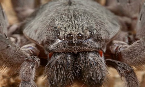 墨西哥发现新巨型蜘蛛：4对眼睛2根獠牙(图)