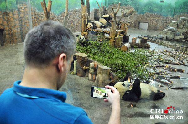 即使自拍，大熊猫也是无可争议的主角。